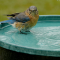 Eastern Bluebird bathes in a water dish
