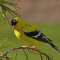 Male American Goldfinch on a pine branch