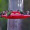 5 Female Hummers Perched & Thirsty