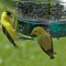 Male & female pair of Amerian Goldfinches