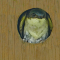 Tree Swallow using a Bluebird nesting box