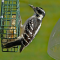 Hairy Woodpecker female on a suet feeder