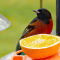 Male Orchard Orioles on the oriole feeder
