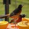 Orchard Orioles visit the oriole feeder