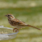 Song Sparrow on a feeder