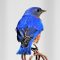 Bright-Bold-Beautiful Bluebird