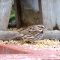 Song Sparrow