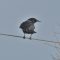 American Crow missing part of its beak