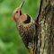 Northern Flicker – yellow shafted