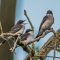 Eastern Kingbird Fledglings