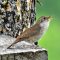 Singing Non-stop Male House Wren