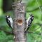 Downy Woodpecker with young on Suit Feeder