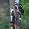 Hairy Woodpecker showing young where dinners is