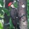 Pileated Woodpecker cleans out the suit feeder