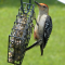 Young male Red-bellied Woodpecker
