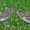 Sharing Sparrows