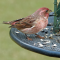 An early Autumn visit from a Purple Finch