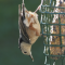 White-breasted Nuthatch visits a suet feeder