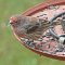 House Finches visit a sunflower seed feeder