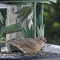 House Finches photographed with a remote shutter camera