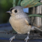Tufted Titmouse with new camera technique