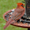 Young male Northern Cardinal