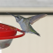 Immature male Ruby-throated Hummingbird