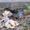 Heard of White-throated Sparrow visit