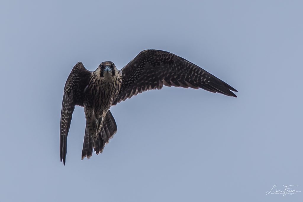peregrin falcon speed