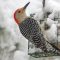 Male red-bellied woodpecker on a snowy day in Durham, NC.
