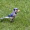 Blue Jay with a Treat