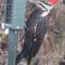 Female Pileated Woodpecker Likes Apple Suet
