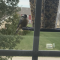 Chickadee in my window