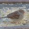 Chipping Sparrow on a tray feeder