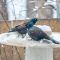 Grackles in the snow
