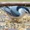 White-breasted Nuthatch male on a small tray feeder