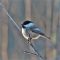 Chickadee counted during Audubon Christmas Count