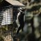Hairy Woodpecker makes a rare visit