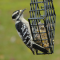 Female Downy Woodpecker visits a suet feeder