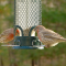 House Finch males