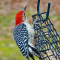 Male Red-bellied Woodpecker