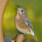 Eastern Bluebird female on a hopper feeder