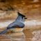 Black-crested titmouse
