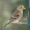 Goldfinches sharing a feeder