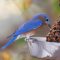 A Hungry Eastern Bluebird