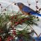 Bluebird eating  winterberry