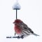 House Finch on seed feeder “swing”