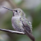 Anna’s Hummingbird Resting on the Feeder Perch