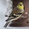 Gold Finch with Winter Coat