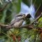 A very hungry Carolina Chickadee fledgling